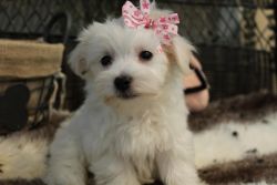 The Maltese is a small breed of dog