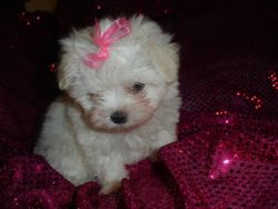 Exquisite Tiny Kc Registered Maltese Puppie