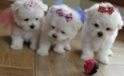 Lovely Teacup Maltese Puppy Available