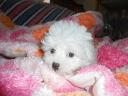 Admirable Maltese Puppies for rehoming