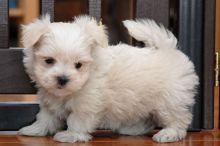 Awesome T-Cup Maltese Puppies Available Male and female Maltese puppie