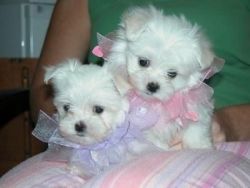 Teacup Mini Maltese puppies