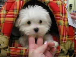Precious Teacup Maltese puppies available for sale