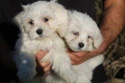 Charming Maltese Puppies for sale