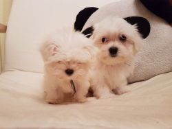 Beautiful Petite Maltese Puppies For Sale