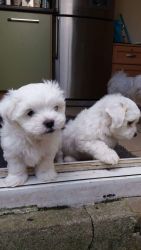 Both Tea Cup Maltese Pups For Sale