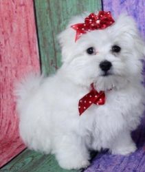 Maltese Puppies ready for sale