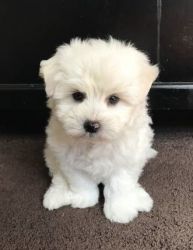 Amazingly Cute Maltese Puppies For Sale!