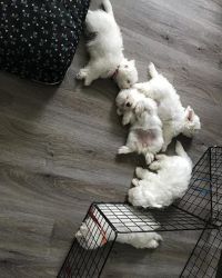 Meet our newest litter of Miniature Maltese puppies ! Will sell out