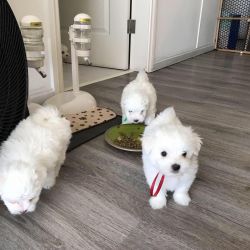 Meet our newest litter of Miniature Maltese puppies ! Will sell ou