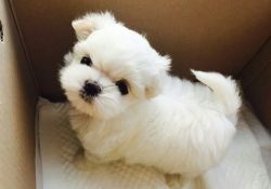 Cute Fluffy Small Maltese puppies.