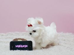 Super Cute White Maltese Puppies
