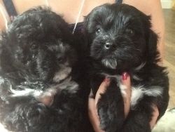 Moodle Puppies, Maltese cross Toy Poodle, 2 females