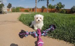 sweet Maltese puppies need a home