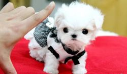 Top quality AKC Micro Teacup Maltese puppies