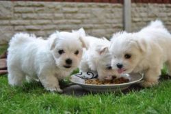 Meet our darling Tiny Maltese Puppies!