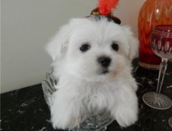 My Maltese puppies are ready for adoption