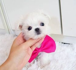 Excellent Micro Teacup Maltese Puppies