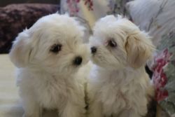 Kc Maltese Puppies 2 Little Girls Ready