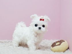 Gorgeous teacup Maltese puppies available!