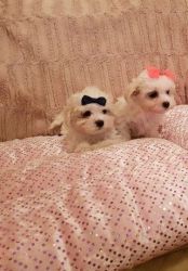 Charming clean Maltese puppies for adoption