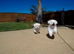 Maltese Puppies now available