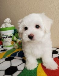 Potty Trained Maltese Puppies