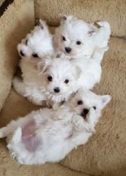 Gorgeous litter of males and female Maltese puppies available