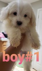 We have 3 male 2 female maltese puppies for sell.
