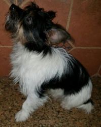 HYPOALLERGENIC 1 yr M pup offer/trade