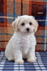 Female maltipoo looking for there new forever home will be vet che