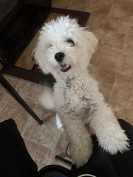 My maltipoo needs a new family that can give him the love he needs