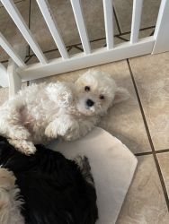 Maltipoo male ready for forever home