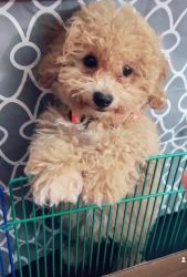 Daisy (Maltipoo -3 month old)