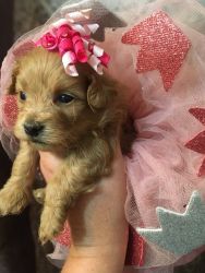 maltipoo puppies ready to go Sept 2, born July 11, taking deposits no