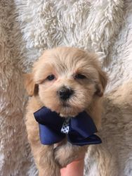 maltipoo puppy ready to go now