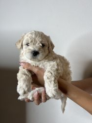 Maltipoo cute puppy