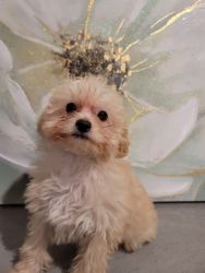 Maltipoo looking for new home