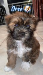 Smart and beautiful puppies for sale