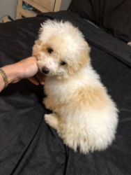 Selling my male maltipoo