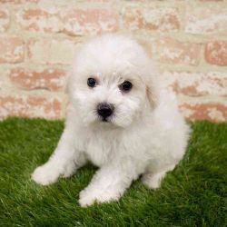Maltipoo Puppies for sale! Maltese x Toy Poodle