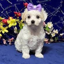 Maltipoo Puppies for Sale(Maltese/Poodle)