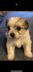 Ready for loving home maltipoo