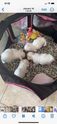 Maltipoo puppies just in time for Valentines Day