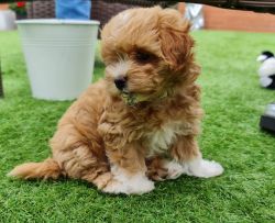 F1 Maltipoo puppies for sale