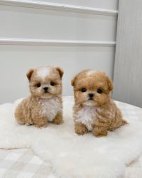 Maltipoo Puppies