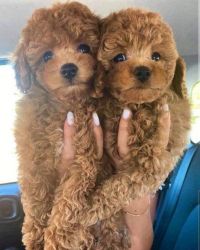 Adorable maltipoo puppies