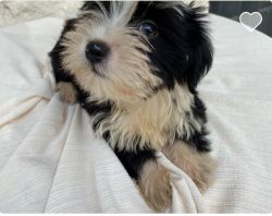 Maltipoo For Sale Limited offer