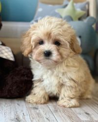 Intelligent Maltipoo Puppies Readily Available