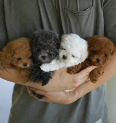 Toy Maltipoo Poodle Maltese Puppies